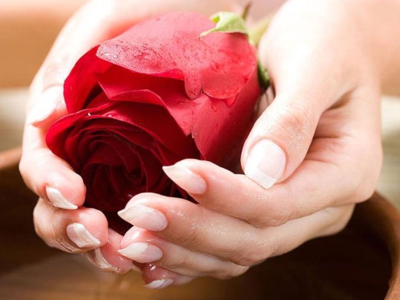 Роза любви в руках