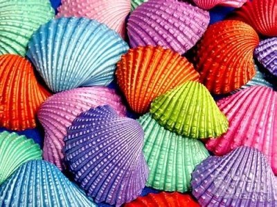 Rainbow shell. Разноцветные ракушки. Ракушки морские. Ракушка рисунок. Чем красить ракушки для поделок.