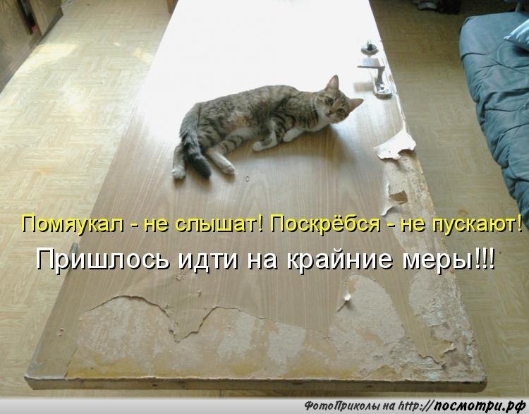 Без кота и жизнь не та картинки с надписью приколы