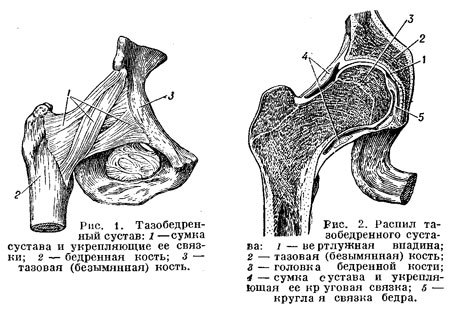 Рисунок тазобедренного сустава человека