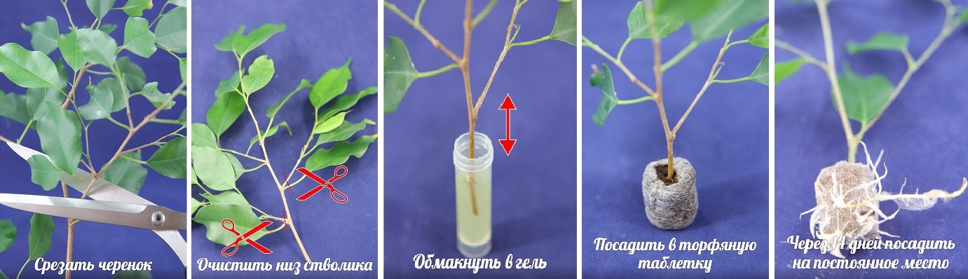 Фитоклон Для Растений Купить На Вайлдберриз