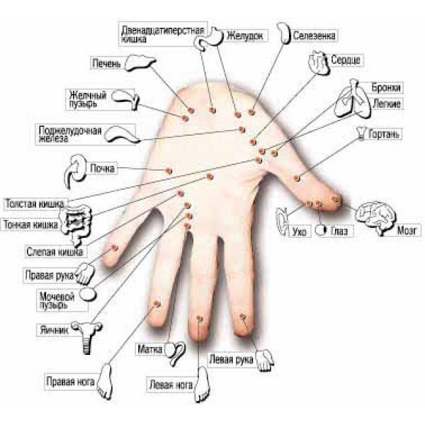 Какие пальцы на руке отвечают за какие органы человека схема