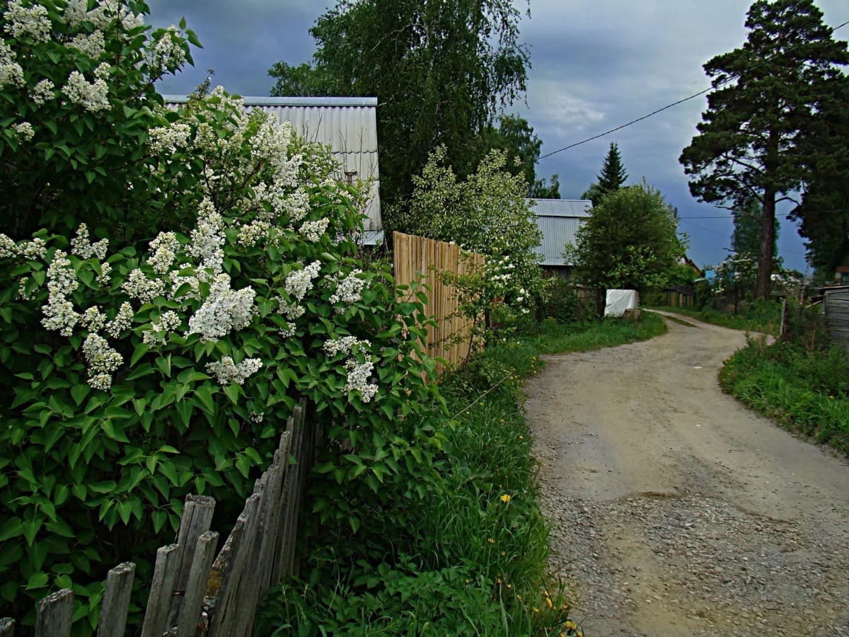 Сирень у дома картинки