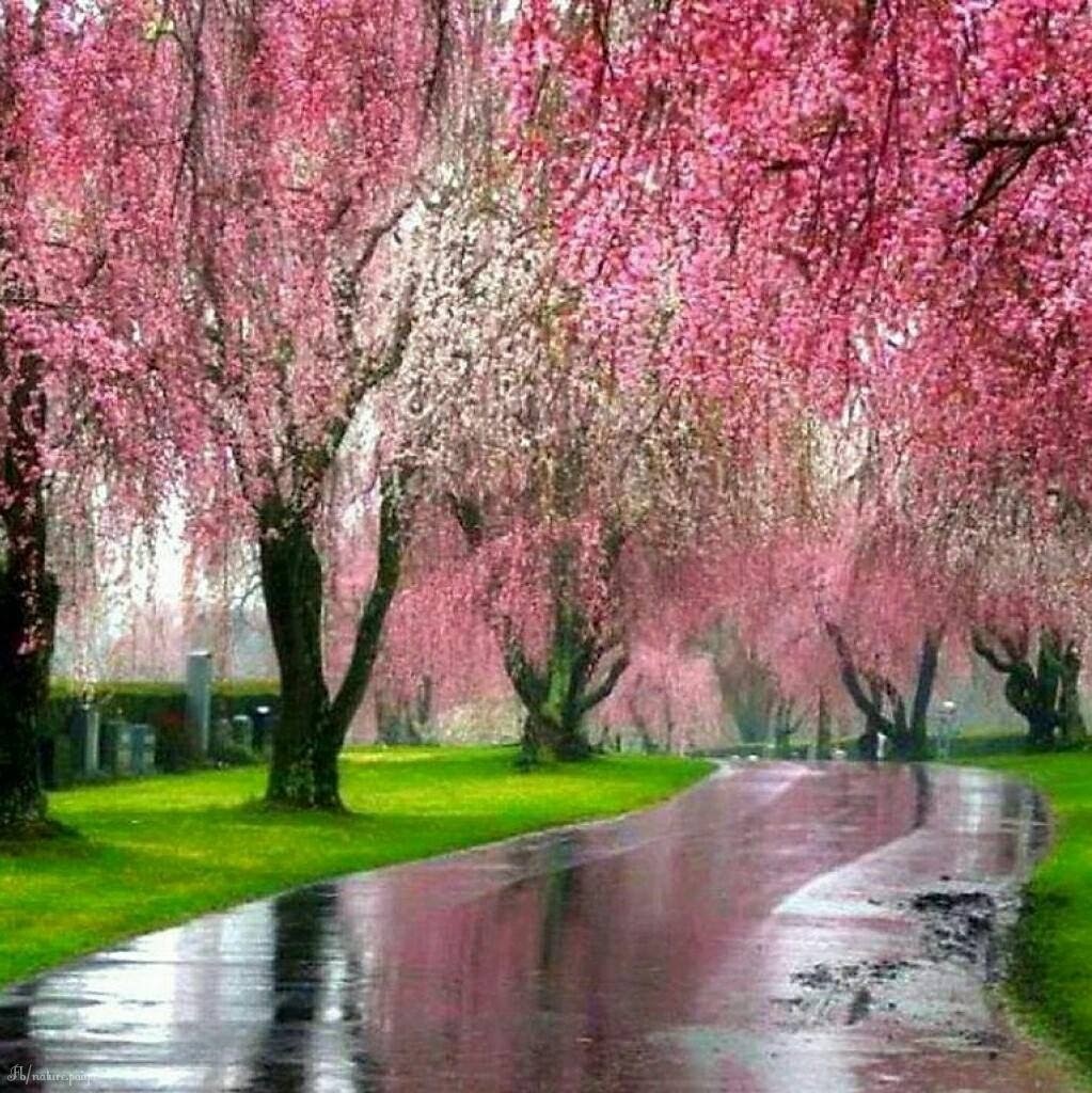 Розовый лес ивы
