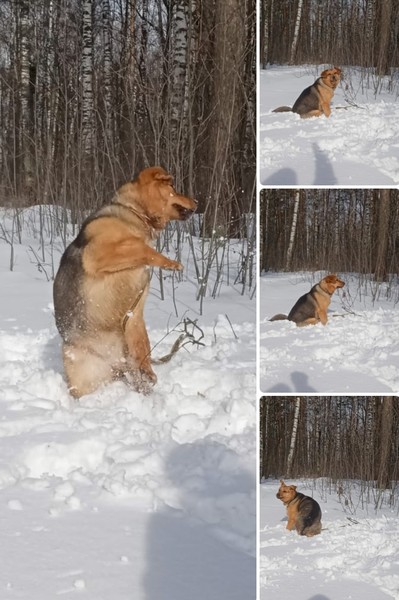 Дорогие мама и папа!🥰
Меня зовут Хлоя.
Пусть я и не породистая дама,НО посмотрите какая я красивая, игривая и радостная!
Очень люблю играть!
Готова играть и дарить радость 24чх7!
За вкусняшку готова на многое... Я очень ласковая.
Пожалуйста,мои мама и папа, заметьте меня! А я Вам подарю свою любовь и преданность!

+79773141969 Галина (WhatsApp)
+79055248855 Татьяна


#пд_Хлоя#немецкиеовчарки#вео#нужнапомощь#овчаркавбеде#порадомойовчарки#спасиовчарку#помогатьлегко#poradomoiovcharki#germanshepard#