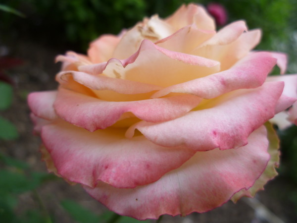 Роза дуэт фото и описание