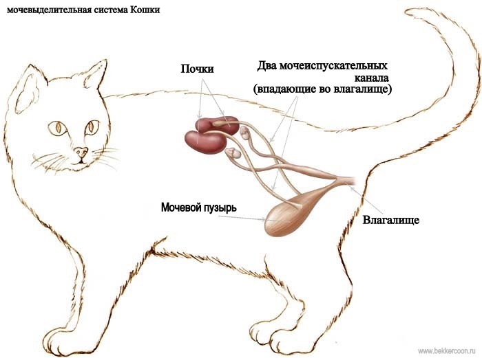 У кота полный мочевой пузырь но он не идет в туалет