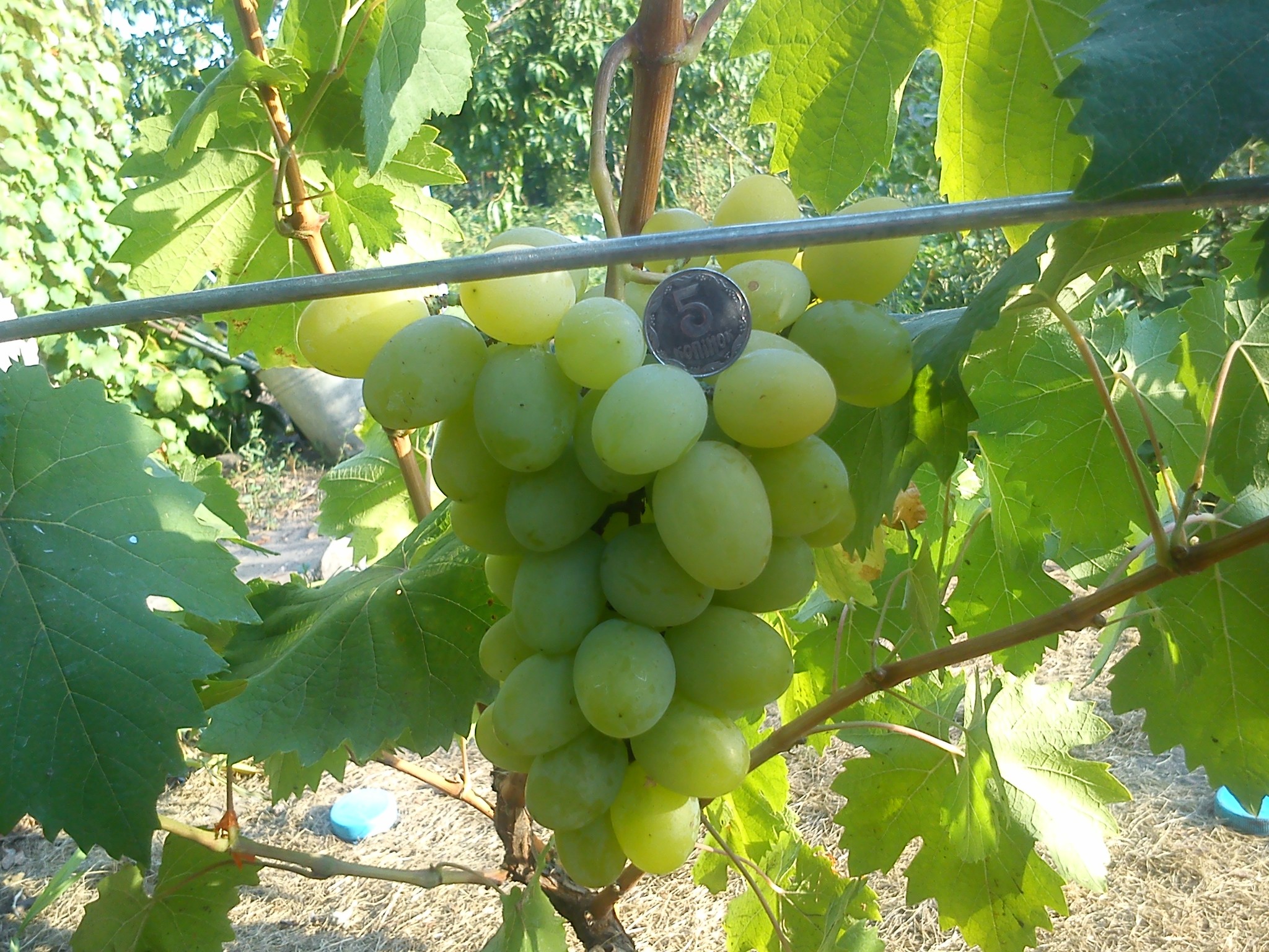 Виноград плодовый Богатяновский