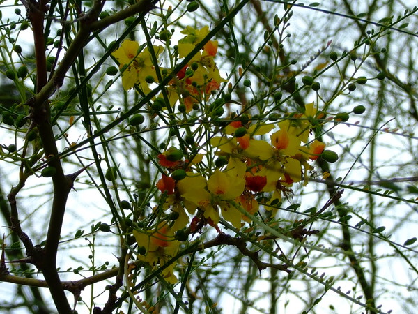 Паркинсония колючая, Иерусалимский Тёрн
Parkinsonia aculeate 
Семейство: Бобовые / Цезальпиниевые (Caesalpinioideae / Caesalpiniaceae) 
Происхождение: Америка (Мексика, Калифорния), Южная Африка

