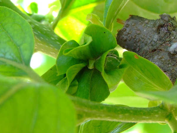 Хурма восточная, Персимон, Хурма
Diospyros kaki
Семейство: Эбеновые (Ebenaceae)
Происхождение: Азия (Китай)

Родовое название культуры "диоспирос" переводится с латыни как "пища богов 

Из  Китая персимон распространился в Восточной Азии, затем начал выращиваться в Японии. И только в конце XIX века о хурме узнал весь мир

 Пищевых волокон в хурме в два раза больше, чем в яблоках, а, кроме того, она содержит больше натрия, калия, магния, кальция, марганца и железа. Хурма – замечательное природное средство для подержания здоровья сердечно-сосудистой системы. Для профилактики атеросклероза достаточно ежедневно съедать 100 грамм плодов.
Удивительное дерево известно не только ягодами (хурма – это ягода), но и своей древесиной! Именно его во всем мире называют  «Черным деревом»
