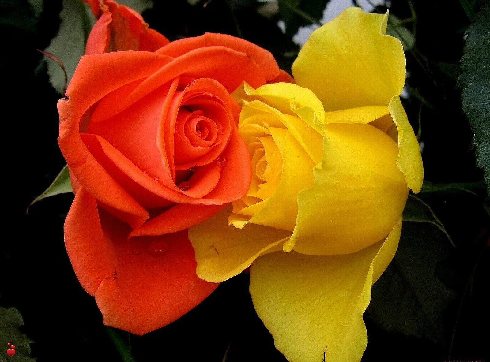 красные желтые розы фото