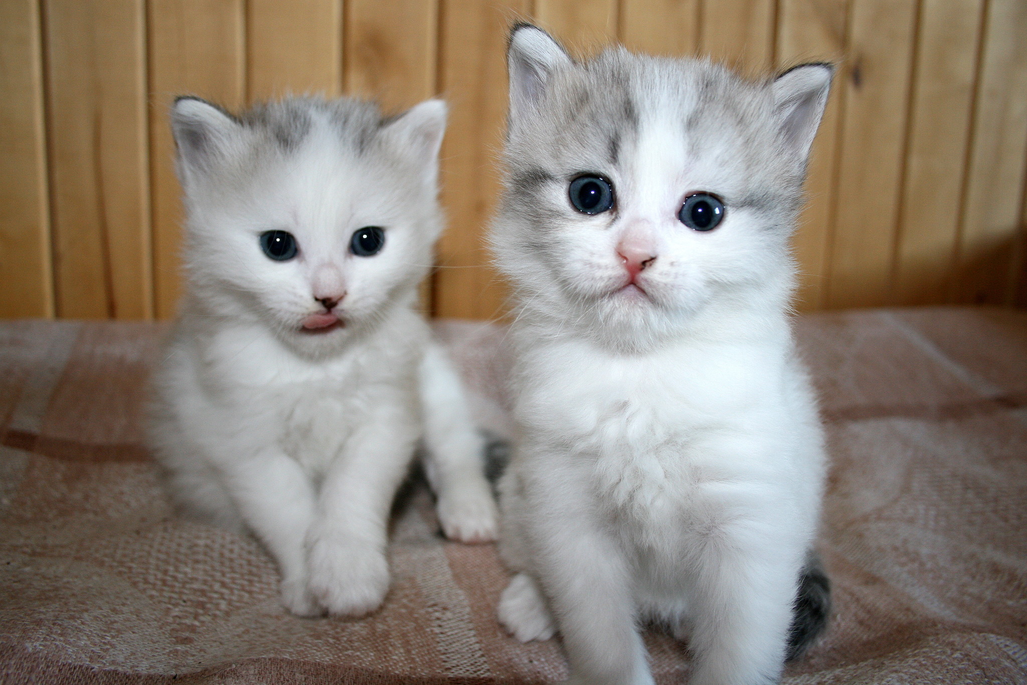 2 Белых котенка