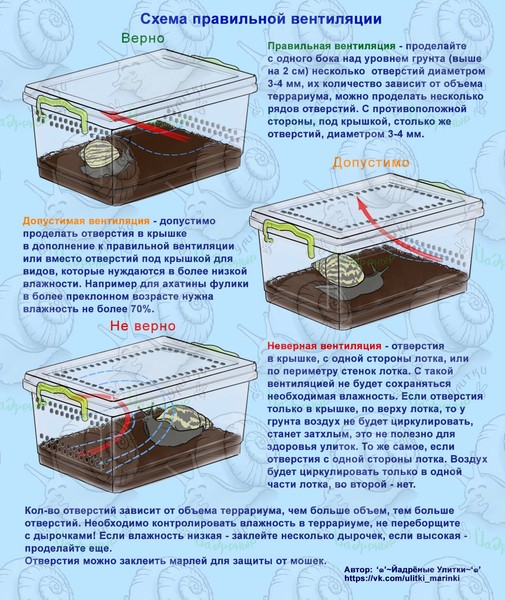 Как сделать вентиляцию в контейнере для улиток ахатин правильно