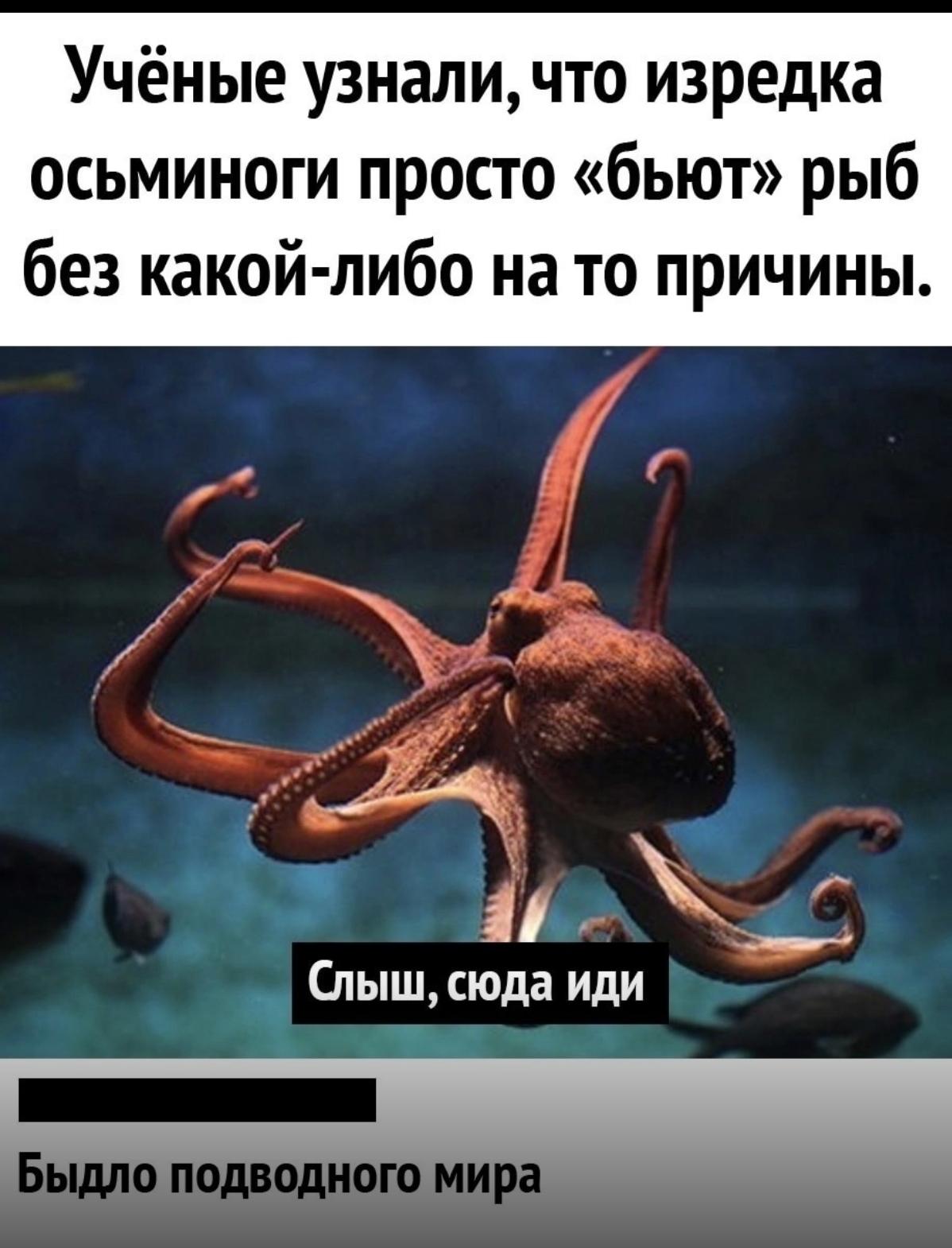 осьминог голова в жопе фото 36