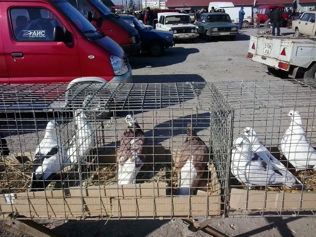 Выставка голубей в Копанях
