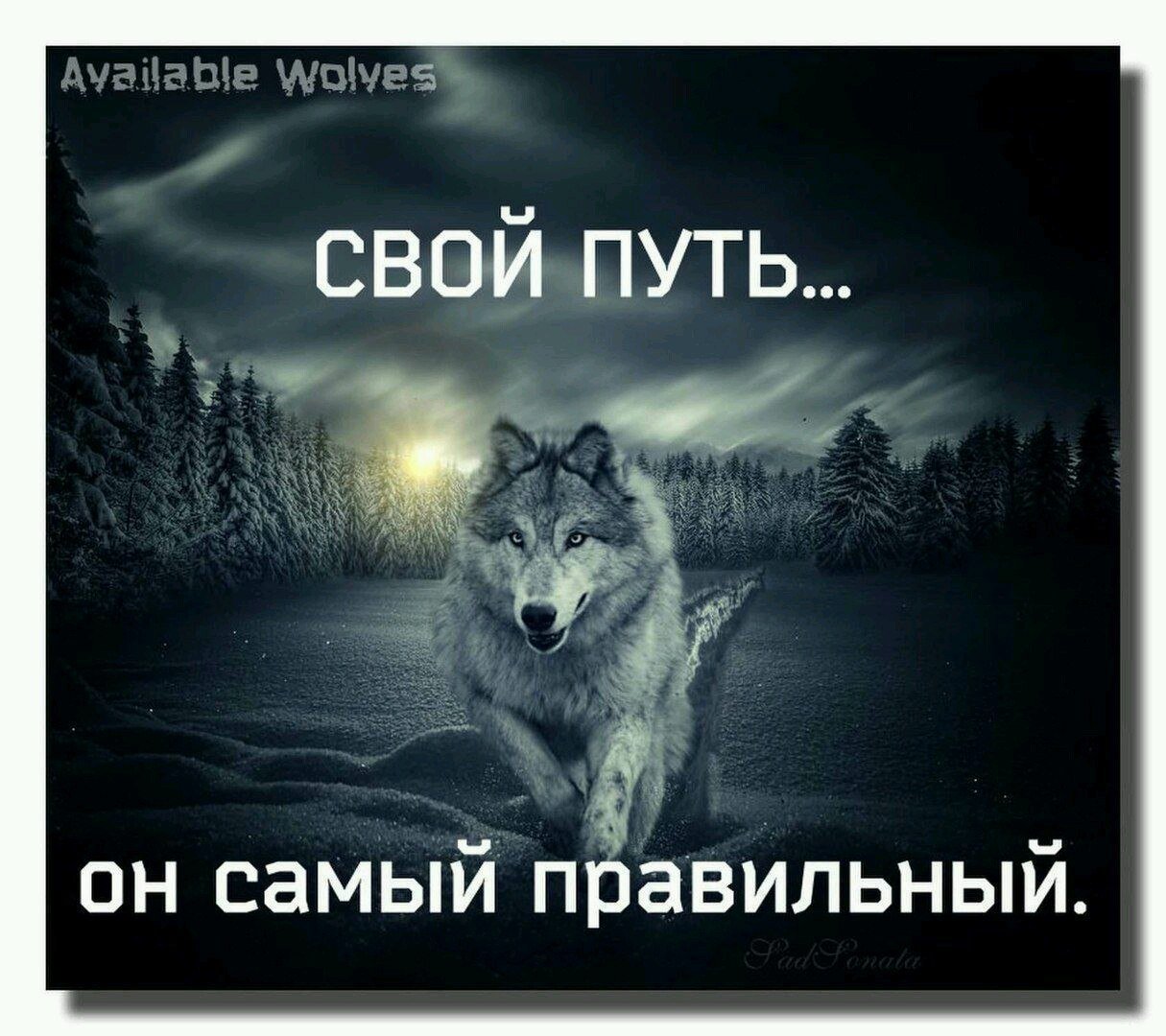 Путь одинокого волка